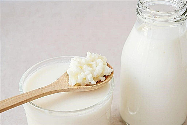 الخصائص العلاجية لفطر الحليب