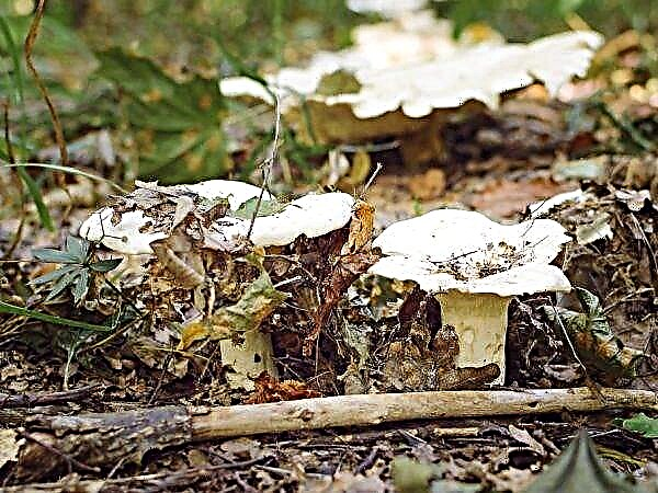 Conditionally edible mushrooms
