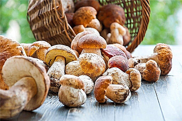 Vitamins in mushrooms