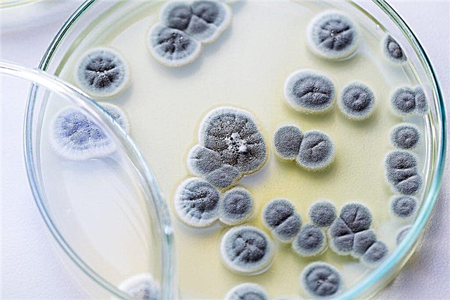 Structura și activitatea ciupercii penicilului