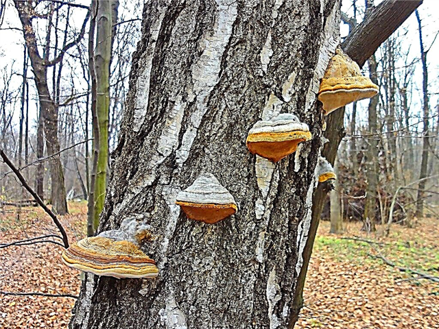 Descrição de cogumelos crescendo em árvores