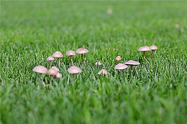 How to get rid of mushrooms on your lawn