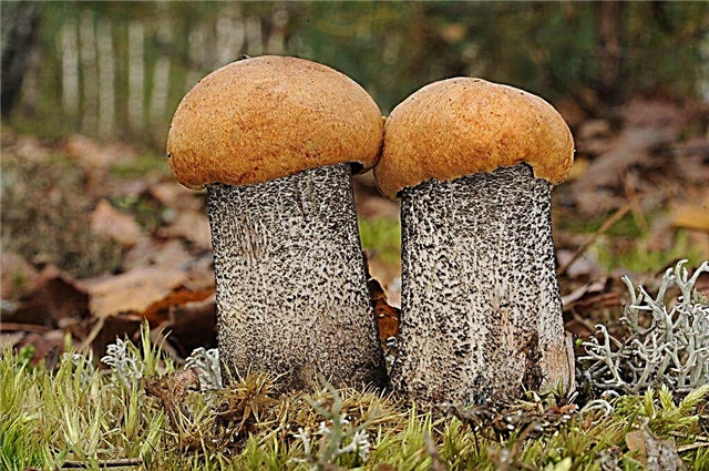 Popular mushrooms in Kostroma