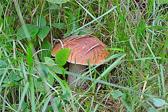 Condizioni di crescita per funghi porcini