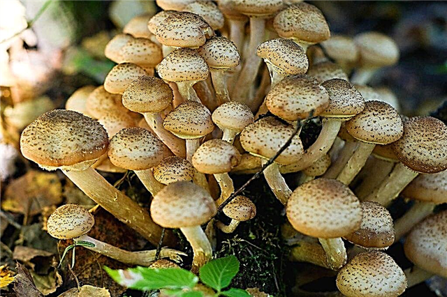 Tipos de cogumelos na região de Kazan