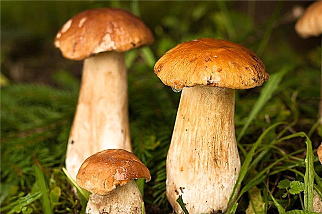 Types de champignons dans la région de Gomel