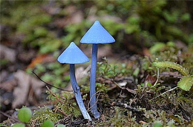 Cogumelos incríveis e raros no mundo
