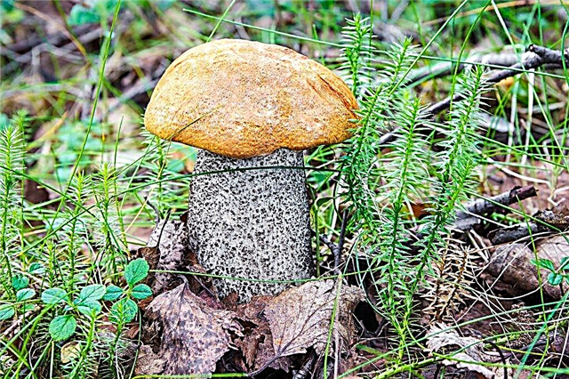 What edible mushrooms grow in the Novosibirsk region