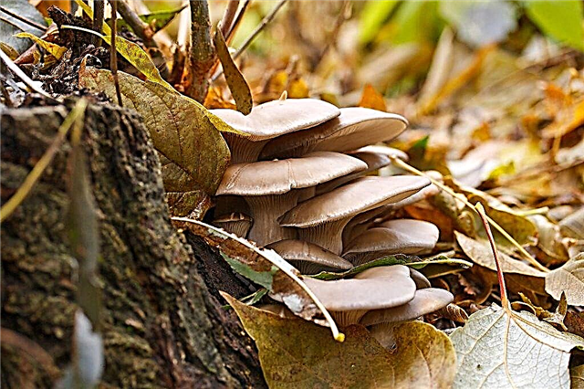 Oyster mushroom growth sites