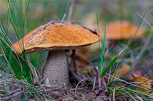 Eetbare paddenstoelen uit de regio Orenburg