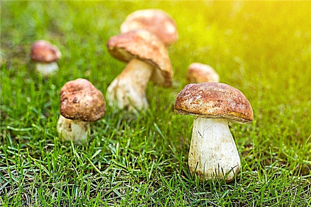 White mushroom cultivation technology