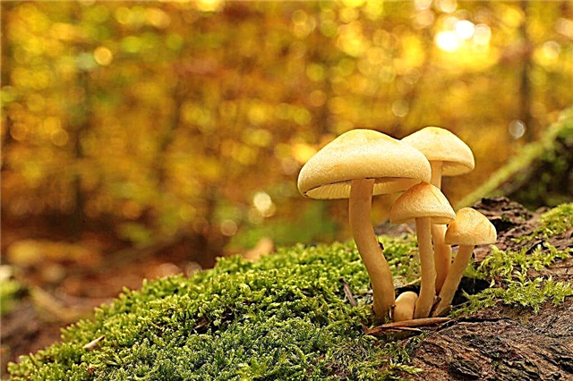 Arten von giftigen Pilzen der Krim