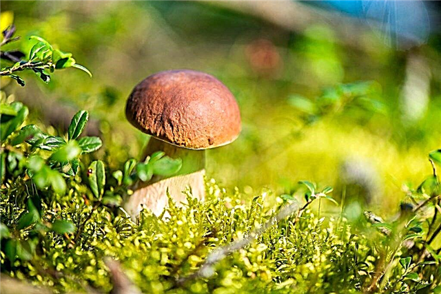 Quais cogumelos podem ser coletados no Território Trans-Baikal