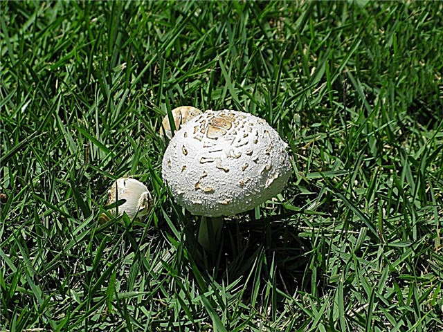 Tipos de champignon prado