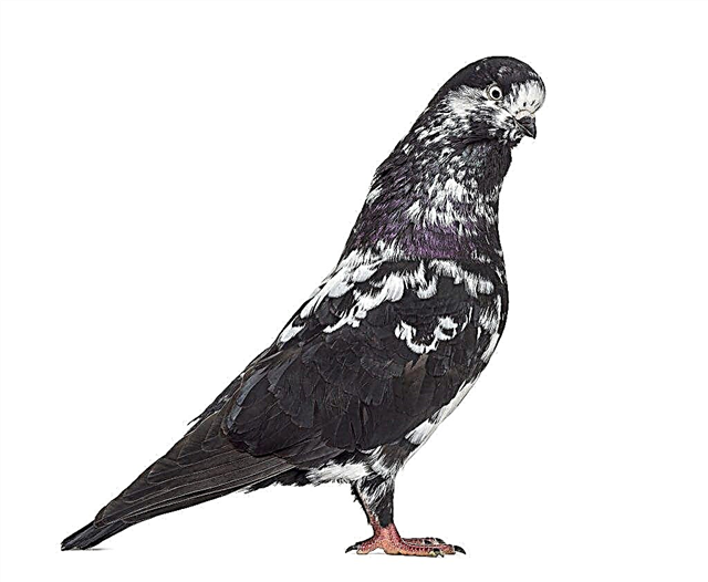 Features of Tippler pigeons