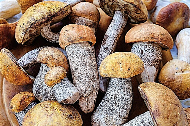 Colheita de cogumelos na Crimeia