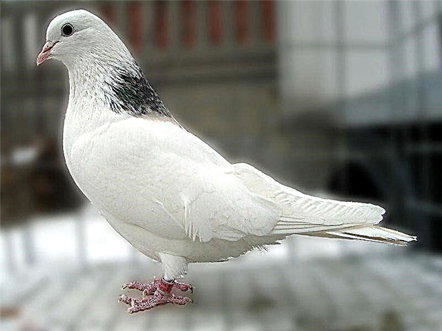 Characteristic features of Grivunov pigeons