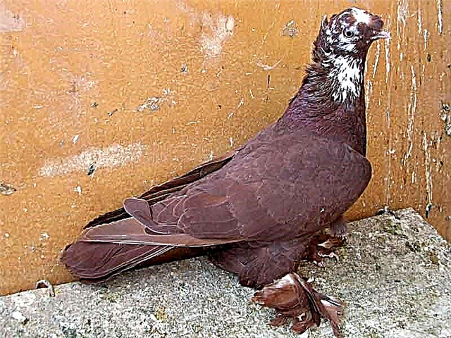 Caractéristiques des pigeons reconnaissants