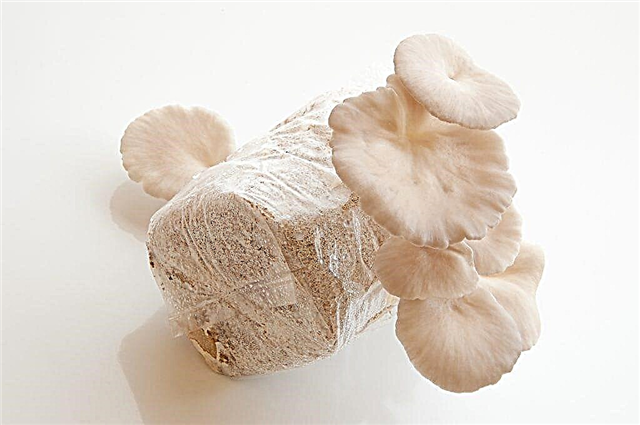 Kasvava osteri sieniä asunnossa