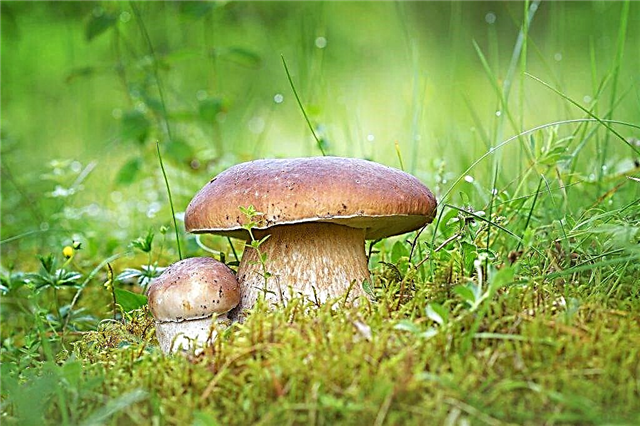 Mushrooms in the Vologda region