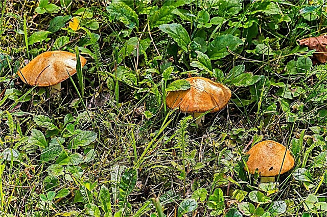 Tipuri de ciuperci din regiunea Rostov