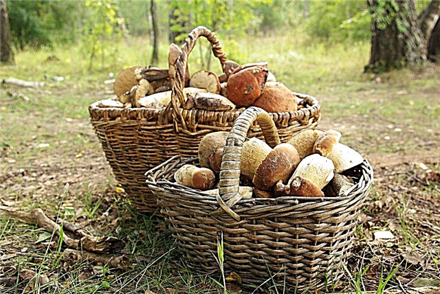 What mushrooms can be collected in the south of the Moscow region