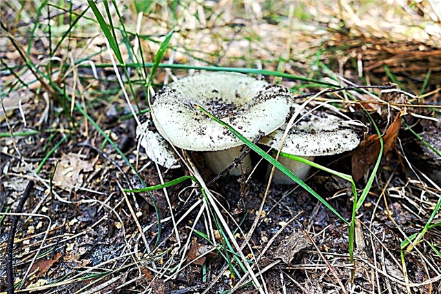 Quelles sont les caractéristiques des jumeaux de champignons verdiers