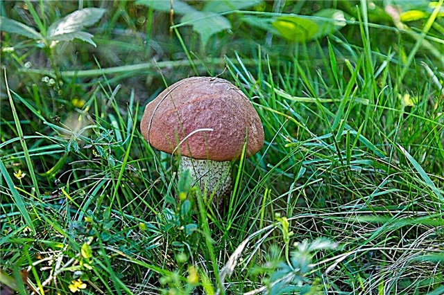 Jenis jamur di wilayah Kaluga