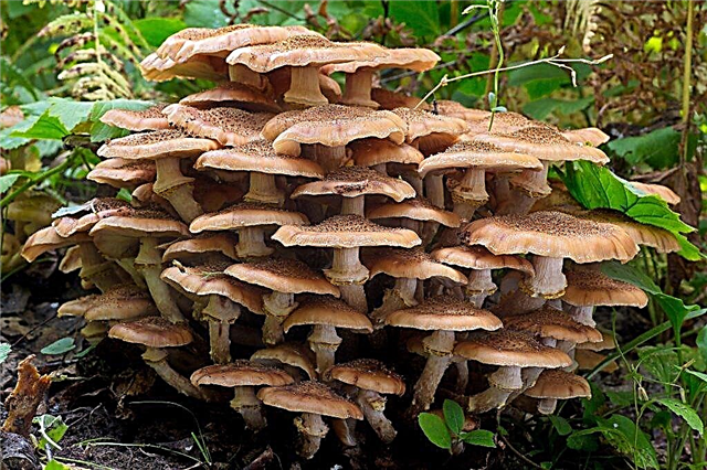 Syötävät ja myrkylliset sienet Moskovan alueella