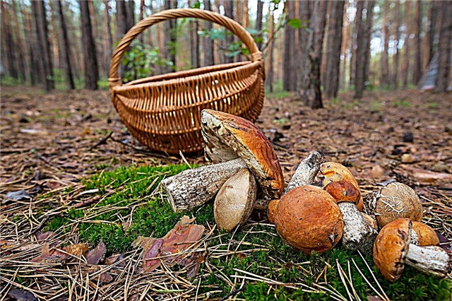 What mushrooms grow in the east and west of the Moscow region