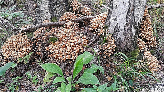 Quels champignons poussent dans la région de Moscou en mai