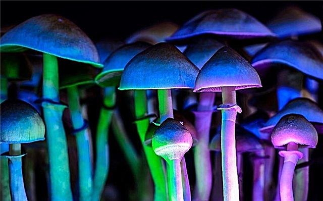 The glowing mushroom phenomenon
