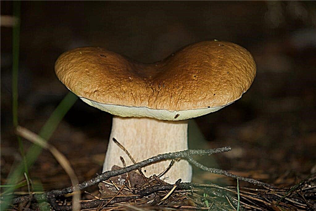 What mushrooms grow in the Primorsky Territory