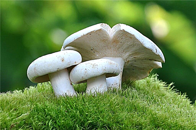 Types of false mushrooms