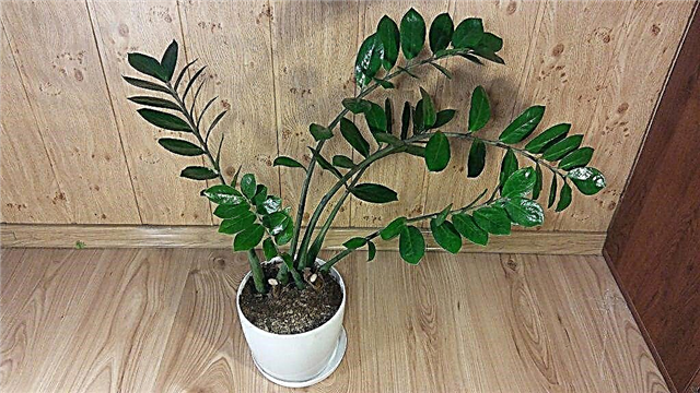 Mysterious Zamioculcas - signs and superstitions about a flower