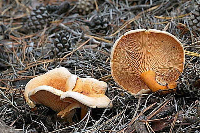Differences between common chanterelle and false mushroom
