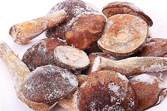 Rules for freezing porcini mushrooms