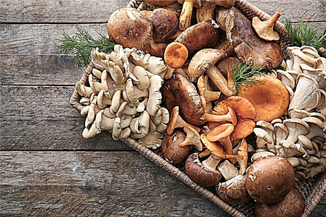 Os benefícios e malefícios dos cogumelos ostra para o corpo humano