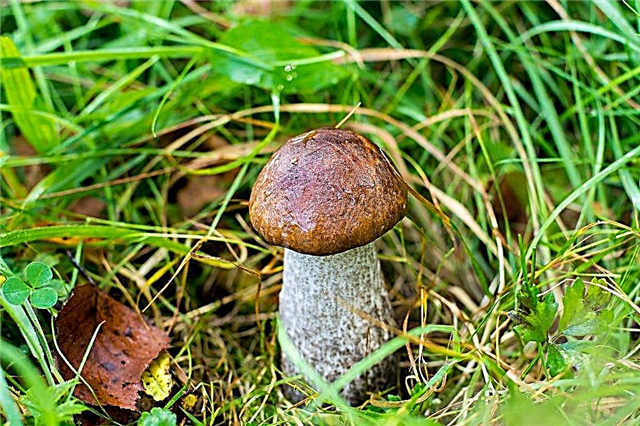 Mushroom hornbeam