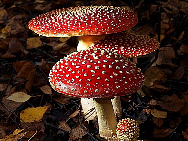 Popis hub houby
