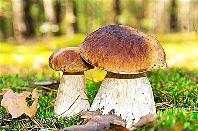 Description of porcini mushroom