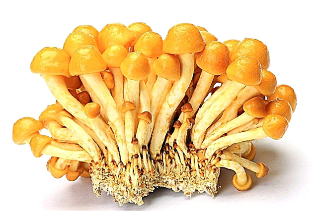 Edible scaly mushroom
