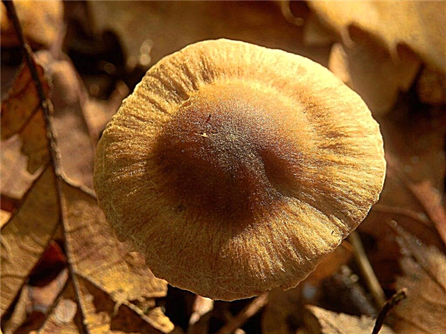 Fiber mushroom and its varieties
