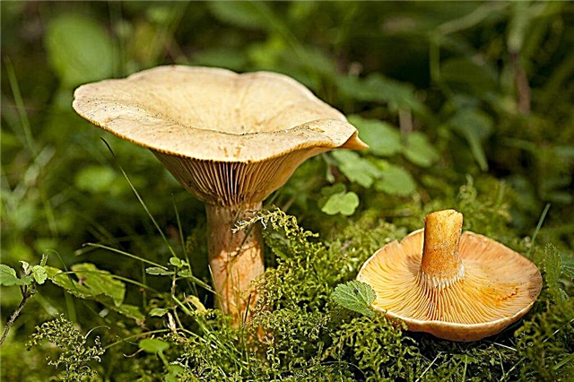 Hvordan svampe ser ud