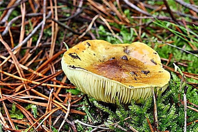 Опис зелене печурке