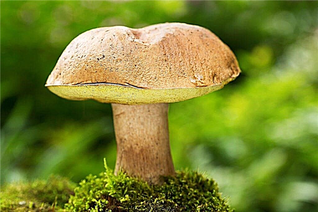 Опис полубелого гриба