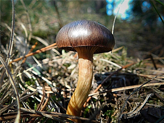 Descrição do musgo roxo cogumelo