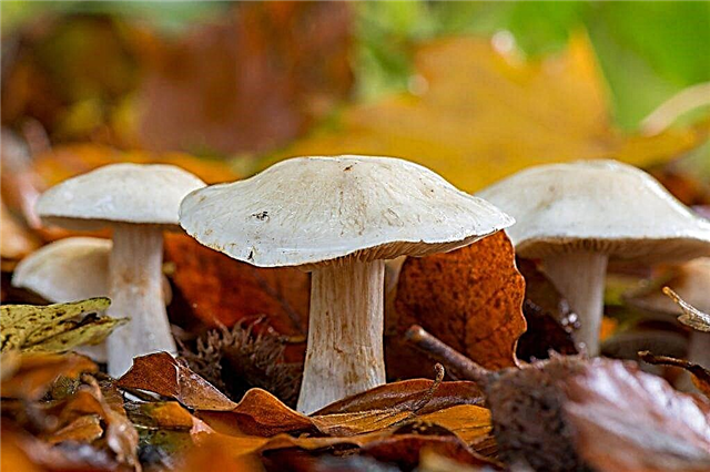 Description du champignon du genre Gigrofor