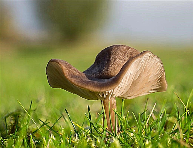 Mushroom entoloma poisonous