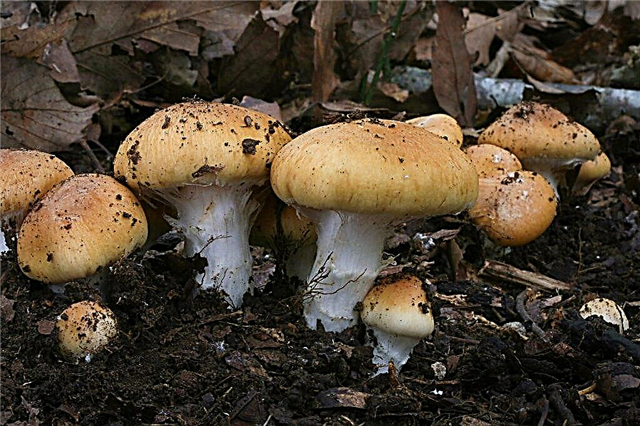 Опис печурке гљиве